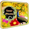 Peacock Photo Frames APK