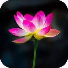 Flower Wallpapers APK Herunterladen