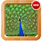 peacock live wallpaper icon
