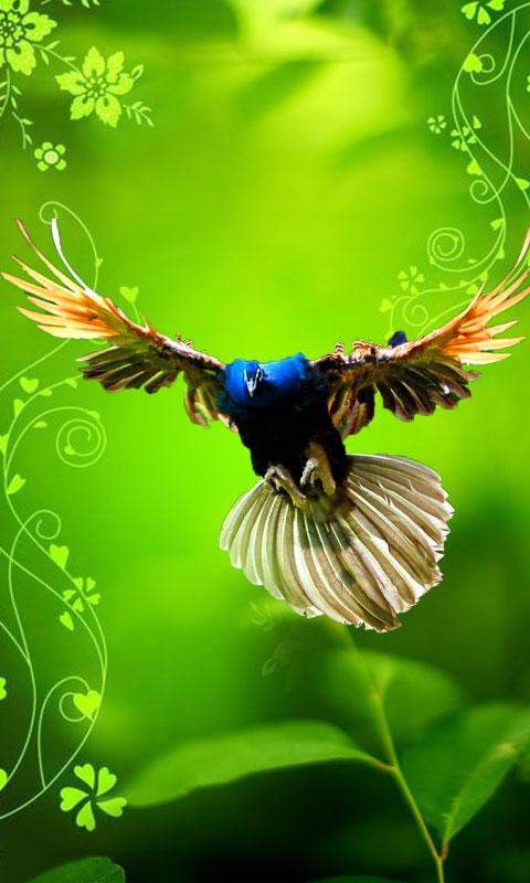 Peacock Live wallpaper APK  for Android – Download Peacock Live wallpaper  APK Latest Version from 