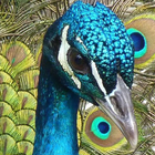 peacocks wallpaper ikon