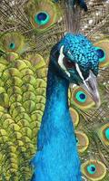 peacocks wallpaper penulis hantaran