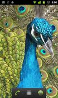 peacocks wallpaper syot layar 1