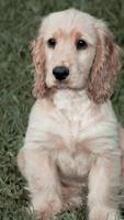 برنامه‌نما Cocker Spaniel Wallpapers عکس از صفحه