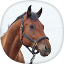 Horse Wallpapers APK