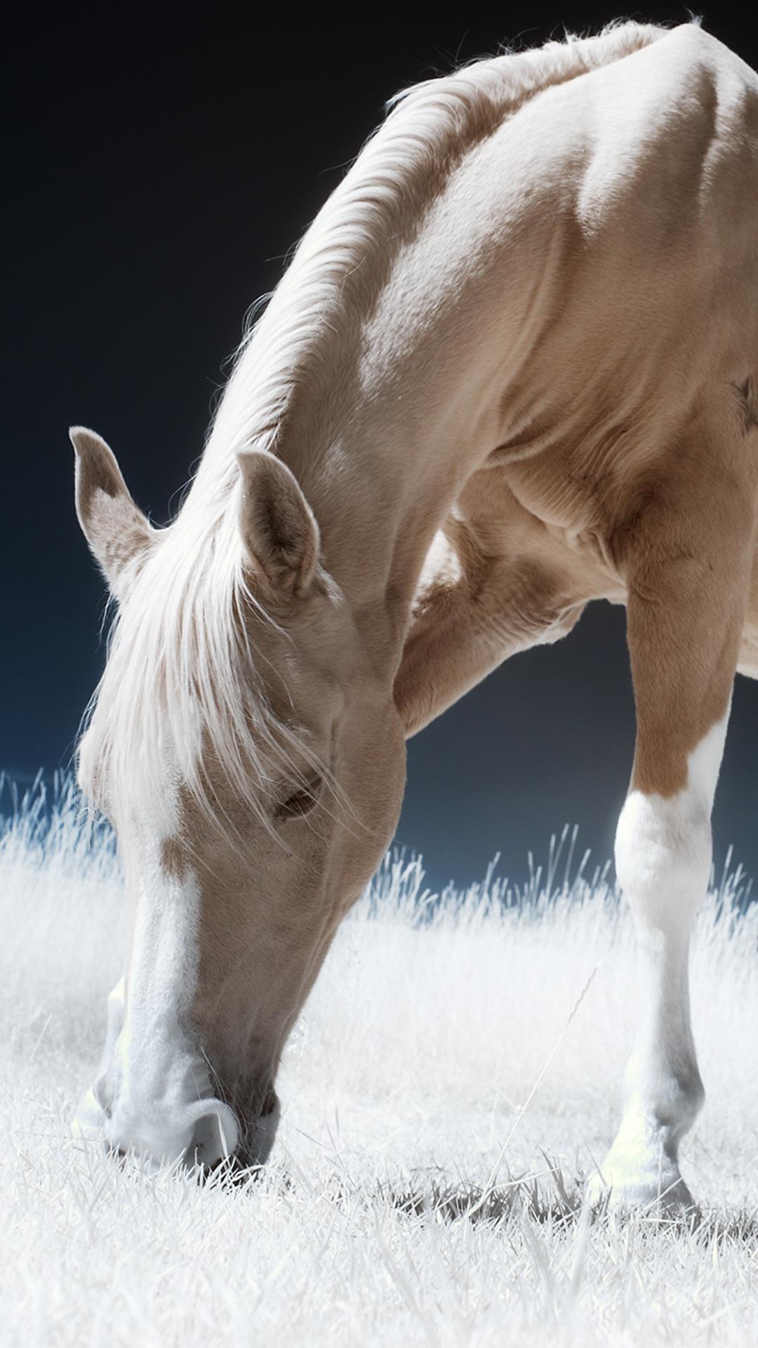 Pferde Hintergrundbilder Fur Android Apk Herunterladen