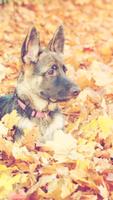 German Shepherd Wallpapers ภาพหน้าจอ 3