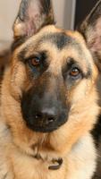 German Shepherd Wallpapers پوسٹر