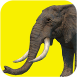 Elephant games free
