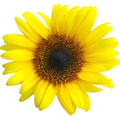 Flower decoration widget