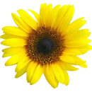 Flower decoration widget APK