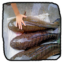 fish enlargement techniques APK