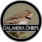 Calandra Chirping icône