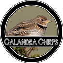 Calandra Chirping-APK