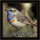 Bluethroat Bird Chirping Sounds icône