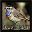 Bluethroat Bird Chirping Sounds-APK