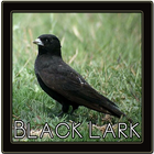 Black Lark Bird Sounds icône