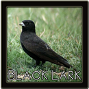 Black Lark Bird Sounds-APK