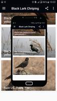 Black Lark Bird Sounds capture d'écran 1