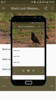 Black Lark Bird Sounds capture d'écran 3