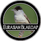 Eurasian Blackcap Chirping icône