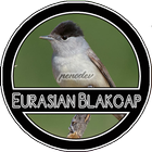 Eurasian Blackcap Chirping biểu tượng