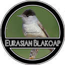 Eurasian Blackcap Chirping-APK