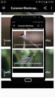 Eurasian Blackcap Chirping ảnh chụp màn hình 1