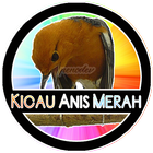 Kicau Anis Merah Master HQ أيقونة