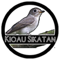 Kicau Sikatan Master
