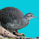 Tinamou bird sounds icono