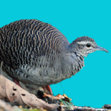 Tinamou bird sounds