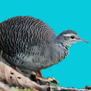 Tinamou bird sounds APK