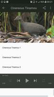 Tinamou bird sounds captura de pantalla 3