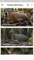 Tinamou bird sounds Affiche
