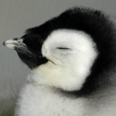 Mascotte Pingouin LWP APK