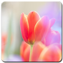 Tulip Wallpaper HD APK