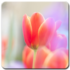Tulip Wallpaper HD icône