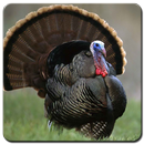 Turkey Animal Wallpaper HD APK