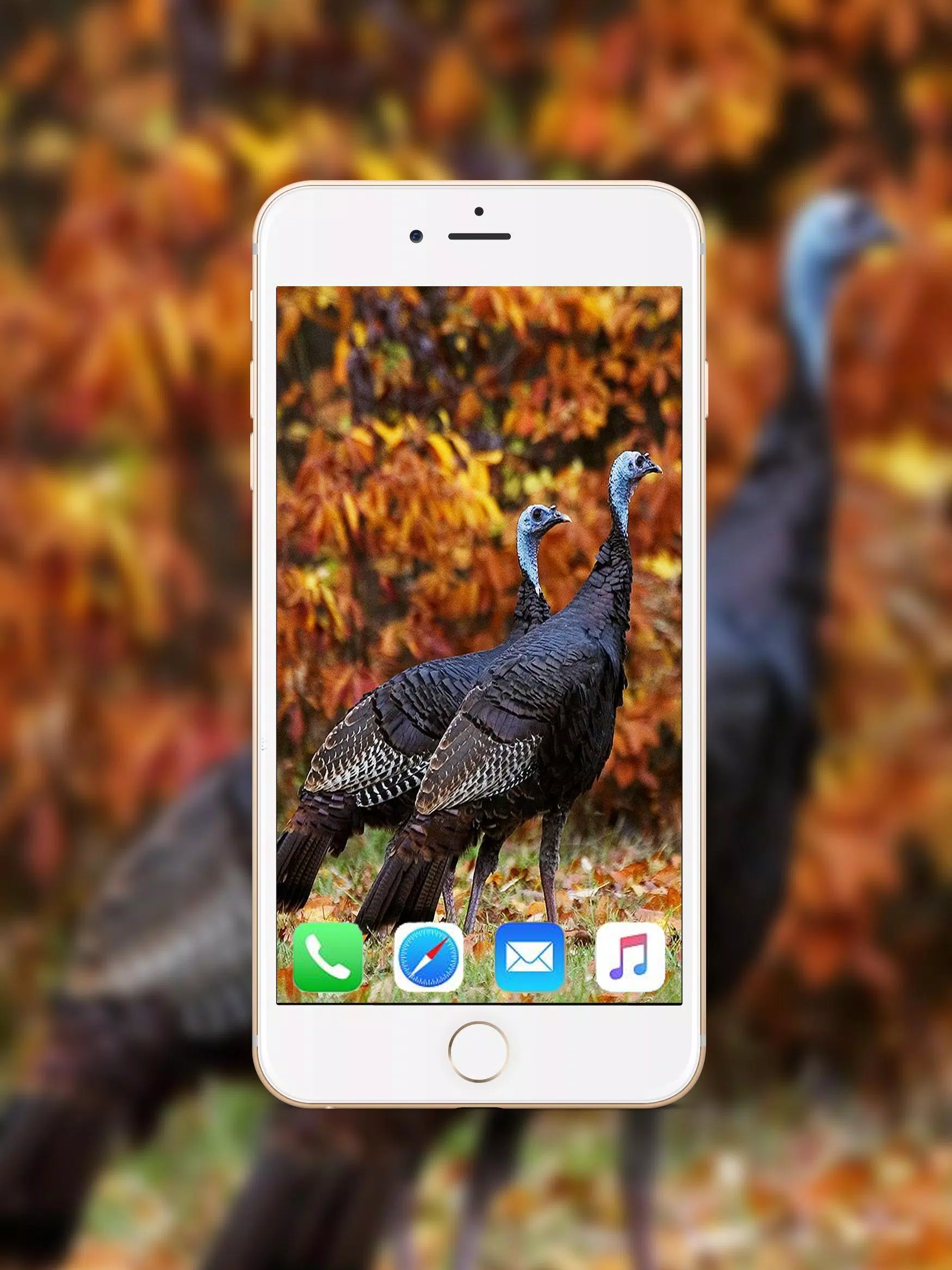 Turkey Animal Wallpaper HD APK for Android Download Turkey Animal Wallpaper HD APK for Android Download