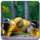 Baby Duck Wallpaper أيقونة