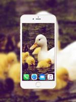 Baby Duck Wallpaper captura de pantalla 3