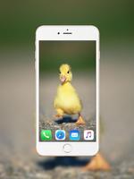 Baby Duck Wallpaper Affiche