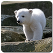 Baby Polar Bear Wallpaper HD