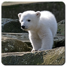 Baby Polar Bear Wallpaper HD-APK