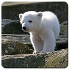 Baby Polar Bear Wallpaper icono