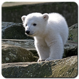 Baby Polar Bear Wallpaper icône