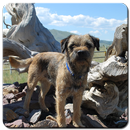 Border Terrier Wallpaper HD aplikacja