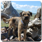 Border Terrier Wallpaper ไอคอน