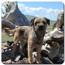 Border Terrier Wallpaper HD APK